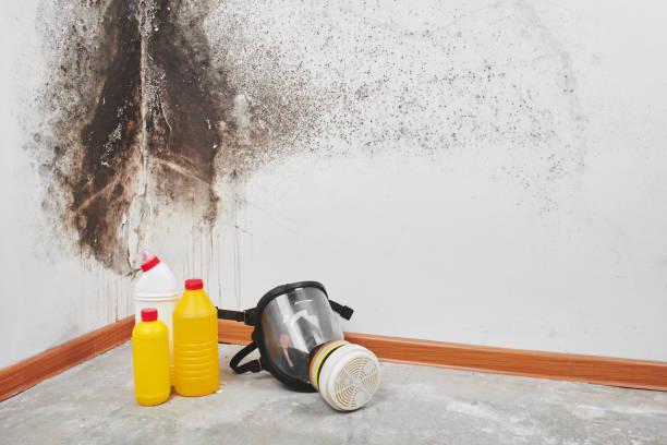 Mold Removal Process in Spring Valley, CA
