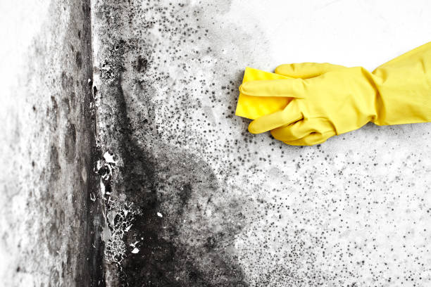 Best Fast Mold Removal  in Spring Valley, CA