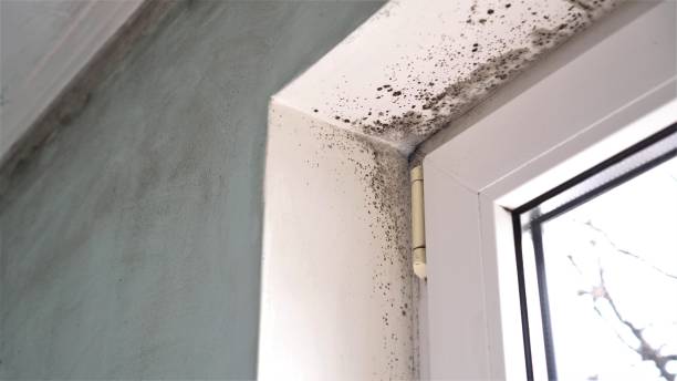 Best Certified Mold Removal  in Spring Valley, CA
