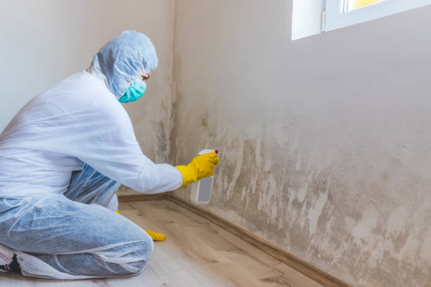 Best Mold Removal Process  in Spring Valley, CA