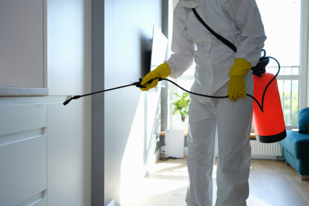 Best Office Mold Removal Services  in Spring Valley, CA