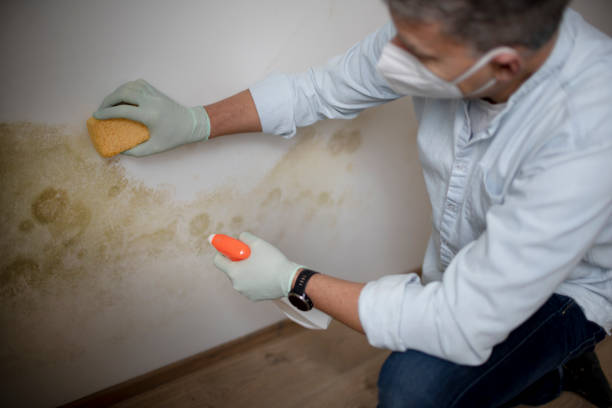 Best Mold Removal Specialists  in Spring Valley, CA