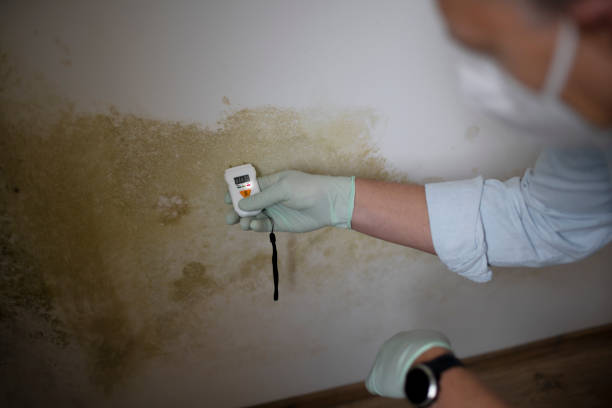 Best Mold Remediation  in Spring Valley, CA