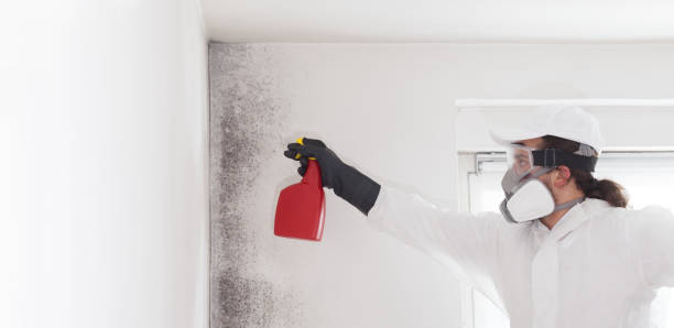 Best Mold Damage Repair  in Spring Valley, CA