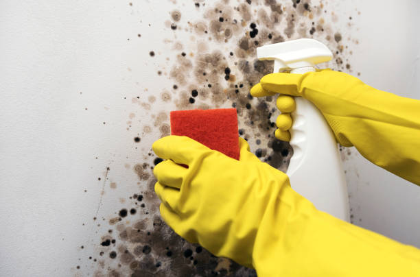Home Mold Removal in Spring Valley, CA