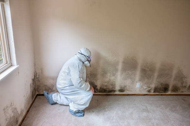 Best Mold Cleaning Services  in Spring Valley, CA
