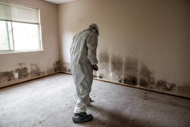 Best Toxic Mold Removal  in Spring Valley, CA