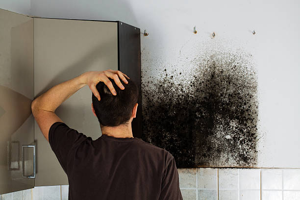 Best Mold Removal Near Me  in Spring Valley, CA