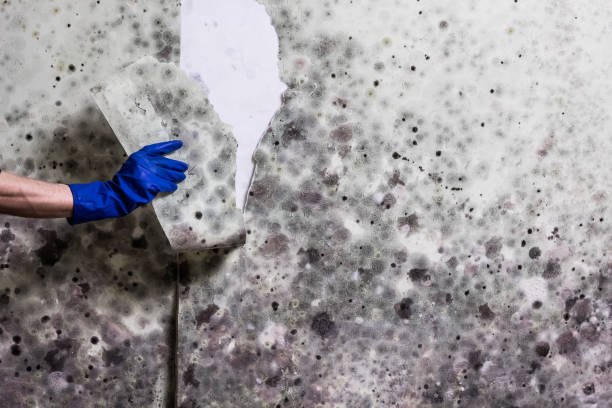 Best Best Mold Removal Companies  in Spring Valley, CA