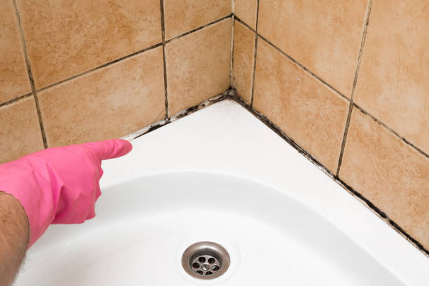 Best Local Mold Removal Service  in Spring Valley, CA